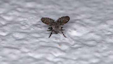 O truque mais usado pelas donas de casa para se livrar dos mosquitinhos da pia