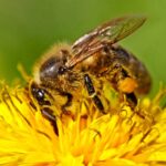 A melhor dica natural para afastar abelhas do seu jardim gastando pouco