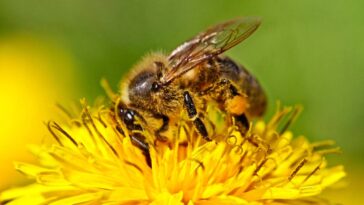A melhor dica natural para afastar abelhas do seu jardim gastando pouco