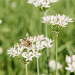 As 5 dicas eficazes para espantar abelhas e vespas do jardim naturalmente