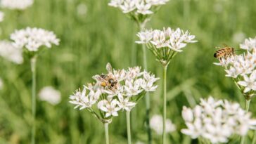 As 5 dicas eficazes para espantar abelhas e vespas do jardim naturalmente