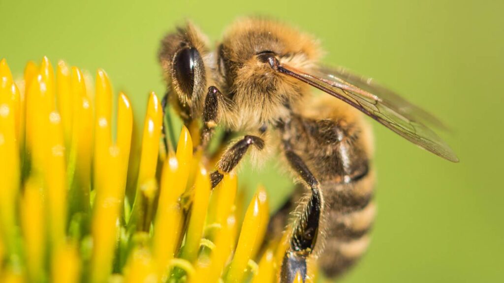 As 5 dicas eficazes para espantar abelhas e vespas do jardim naturalmente