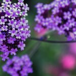 Você só precisa dessas 3 flores para ter um jardim colorido e sem esforço neste verão