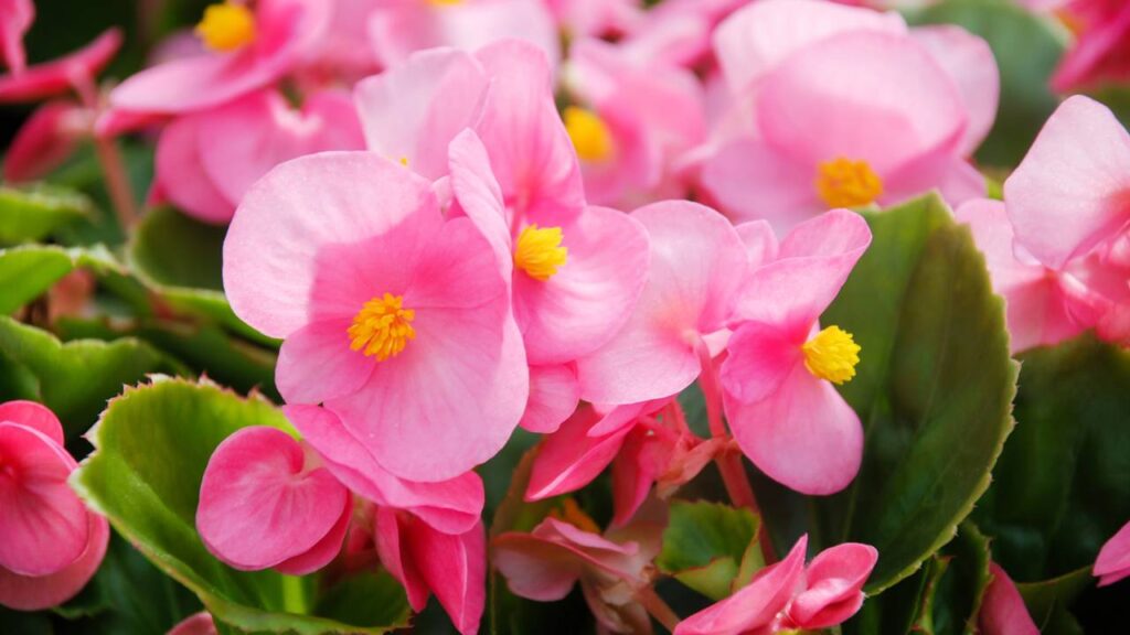 Você só precisa dessas 3 flores para ter um jardim colorido e sem esforço neste verão