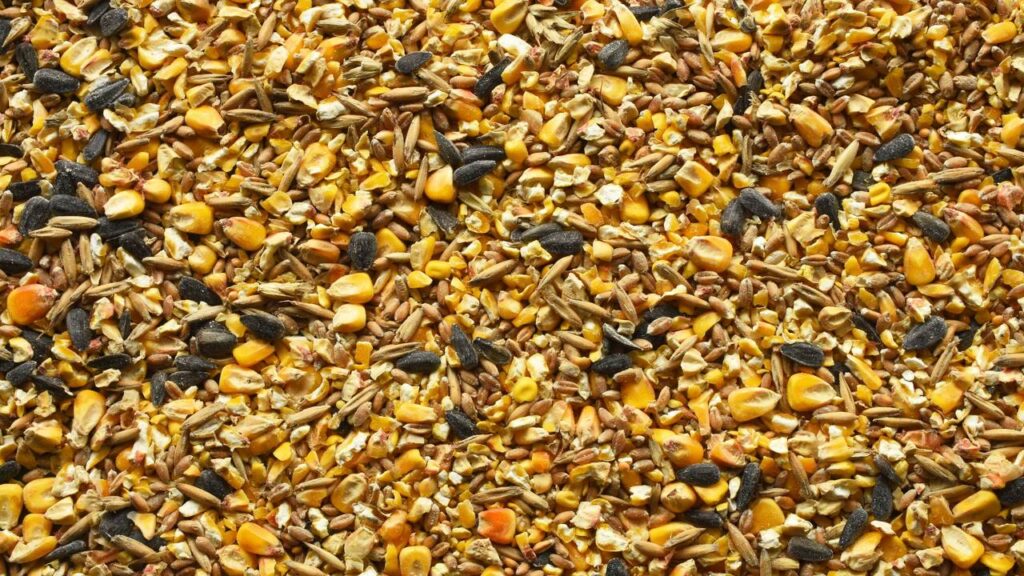 Usei isso no jardim e vi os pardais voltarem todos os dias para minha varanda