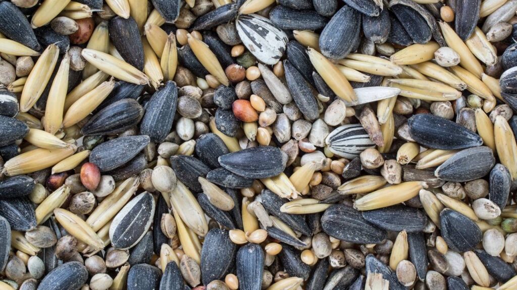 Seu jardim pode virar um refúgio para pardais se você fizer essa coisa simples