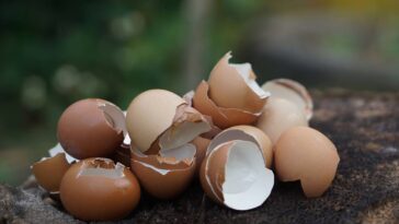 Essa água que você joga fora pode salvar suas plantas sem gastar nada