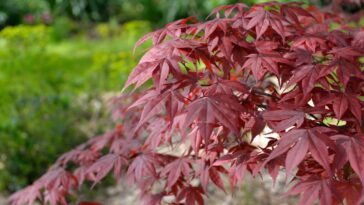 As árvores que me deram sombra fresca sem sujeira para áreas externas