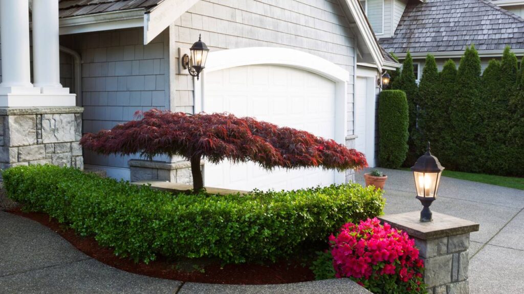 Essa miniárvore conquistou minha sacada com elegância e frescor