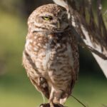 Como preparar seu jardim para receber corujas nas noites de verão