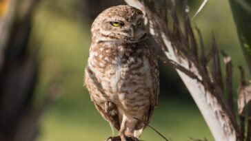 Como preparar seu jardim para receber corujas nas noites de verão
