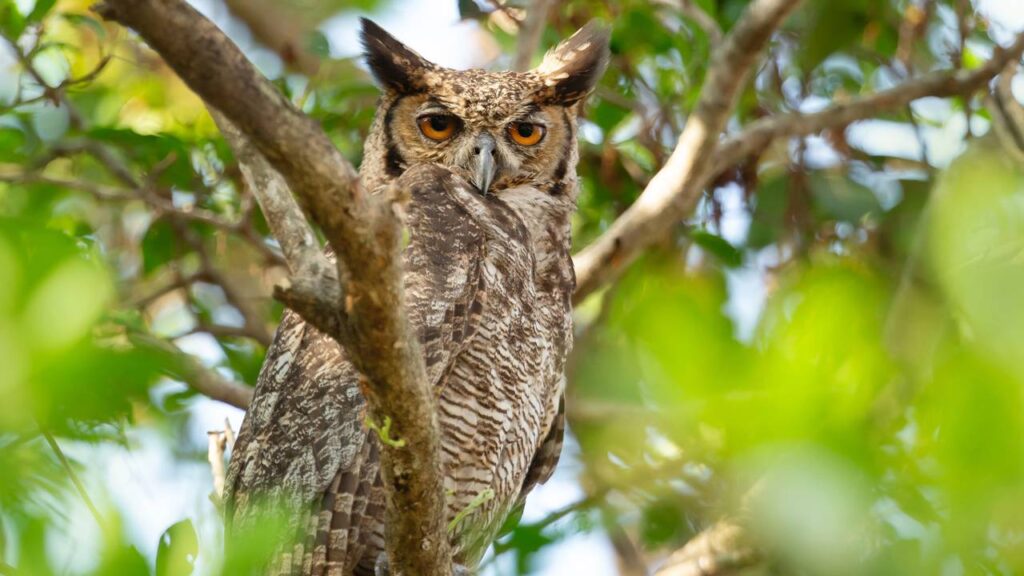 Como preparar seu jardim para receber corujas nas noites de verão