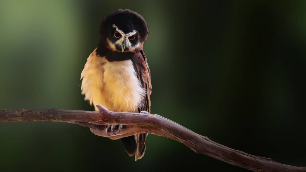 Como preparar seu jardim para receber corujas nas noites de verão