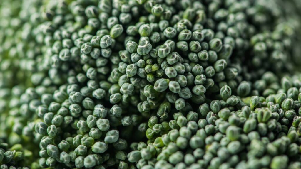 Como preparar o brócolis corretamente para que não perca seus nutrientes segundo especialistas