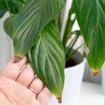 5 motivos que fazem suas plantas ficarem com folhas marrons e como evitar