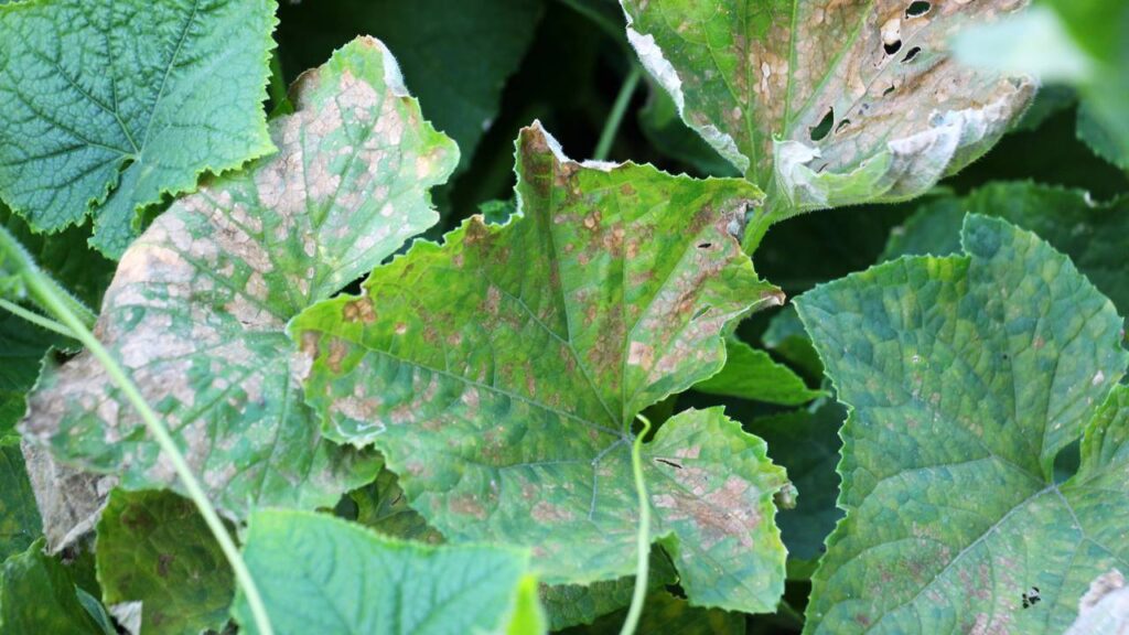 5 motivos que fazem suas plantas ficarem com folhas marrons e como evitar