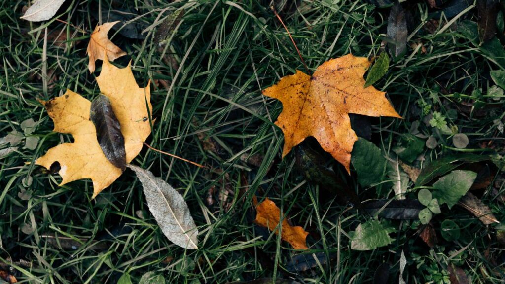 5 motivos que fazem suas plantas ficarem com folhas marrons e como evitar