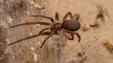 Os 5 lugares onde a aranha-marrom costuma se esconder na sua casa