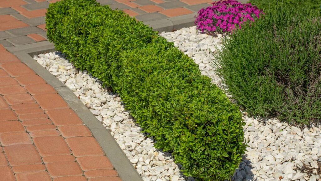 Essa planta discreta está transformando jardins com sofisticação e elegância