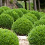 Essa planta discreta está transformando jardins com sofisticação e elegância