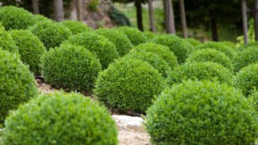 Essa planta discreta está transformando jardins com sofisticação e elegância