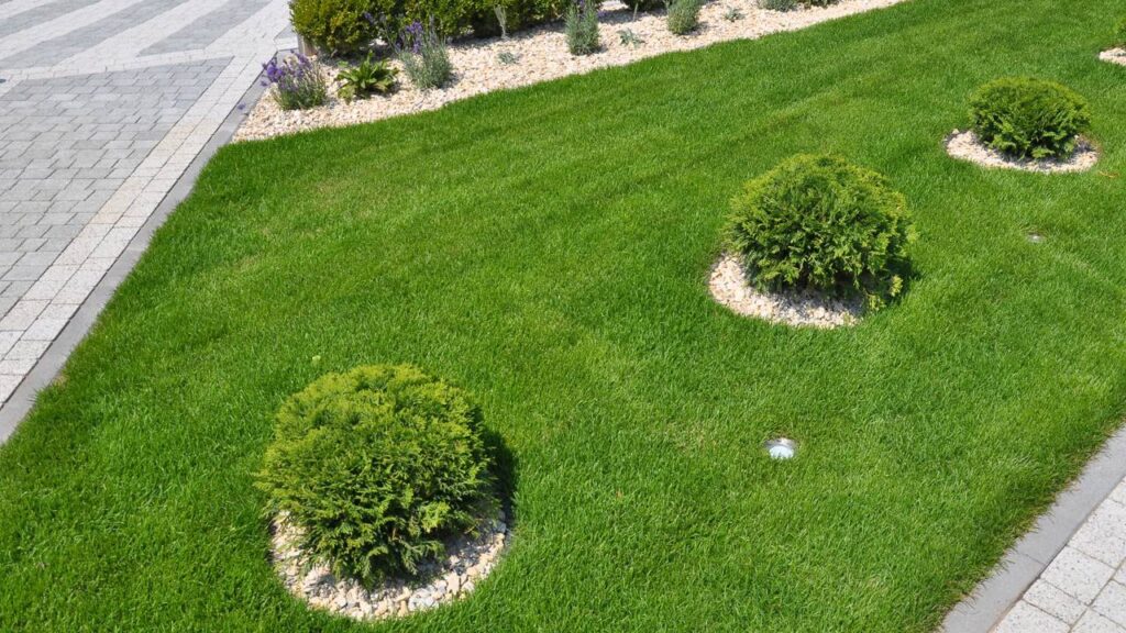 Essa planta discreta está transformando jardins com sofisticação e elegância