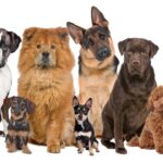 No mundo dos pets, a brincadeira vai além: já imaginou qual raça de cachorro mais se parece com você conforme seu mês de nascimento? - Créditos: depositphotos.com / eriklam