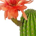 Os 5 cuidados que fazem qualquer cacto florescer dentro de casa