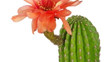 Os 5 cuidados que fazem qualquer cacto florescer dentro de casa