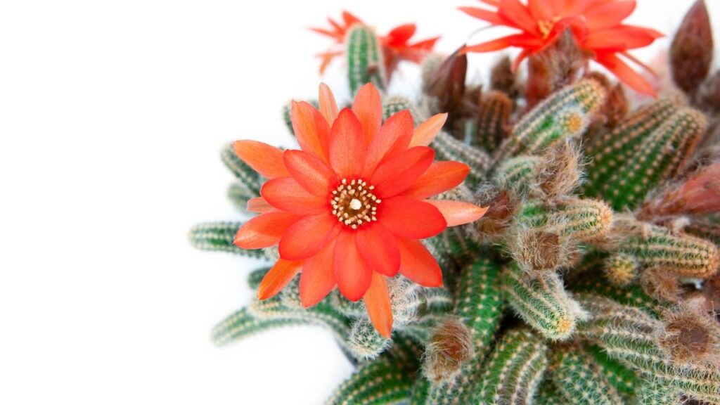 Os 5 cuidados que fazem qualquer cacto florescer dentro de casa