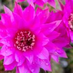 Sua casa pode ganhar mais cor com esses cactos que florescem fácil