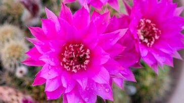 Sua casa pode ganhar mais cor com esses cactos que florescem fácil
