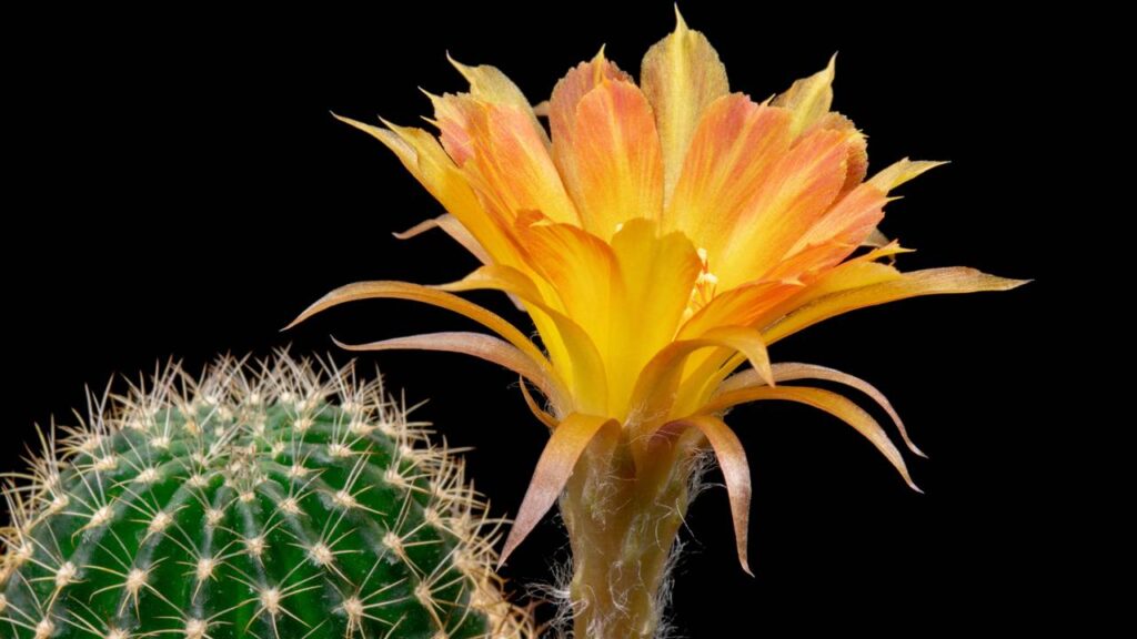 Sua casa pode ganhar mais cor com esses cactos que florescem fácil