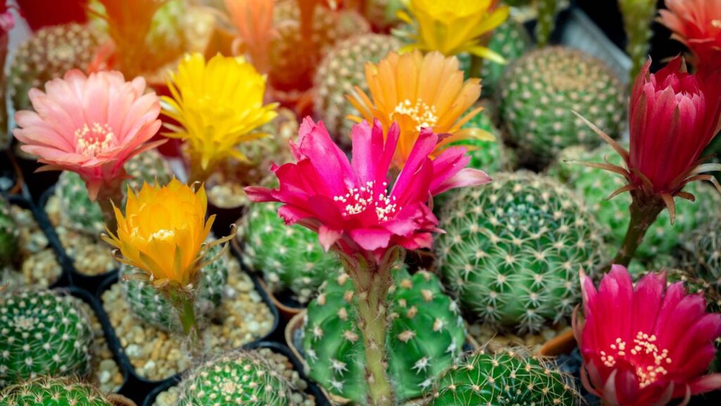 Sua casa pode ganhar mais cor com esses cactos que florescem fácil