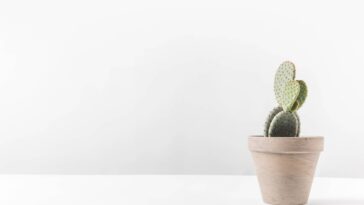 O erro mais comum ao decorar com cactos que cometi e afetou minha energia