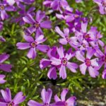 O trio de flores para plantar agora que transformam qualquer espaço em um jardim vibrante