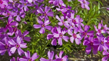 O trio de flores para plantar agora que transformam qualquer espaço em um jardim vibrante
