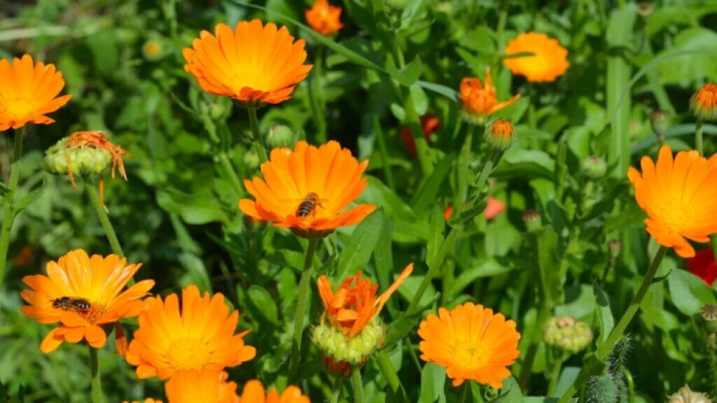 Calêndula – Créditos: depositphotos.com / thefutureis