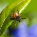 Esse truque caseiro pode proteger sua casa e seus pets contra carrapatos indesejados