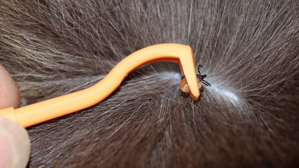 Esse truque caseiro pode proteger sua casa e seus pets contra carrapatos indesejados