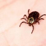 As melhores plantas para afastar carrapatos do seu jardim em pouco tempo