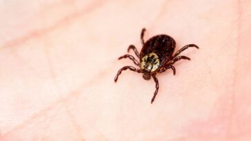 As melhores plantas para afastar carrapatos do seu jardim em pouco tempo