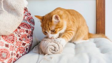 Crochê decorativo para pets que une conforto e beleza ao ambiente