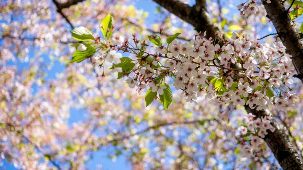 Esse caroço que você joga fora pode virar árvore ou enfeite, veja como fazer o seu