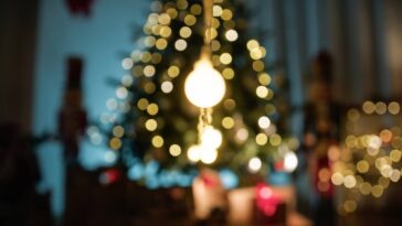 A planta mais resistente e colorida do inverno está ganhando os lares