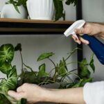 Coloquei isso nas plantas e em poucos dias elas mudaram completamente