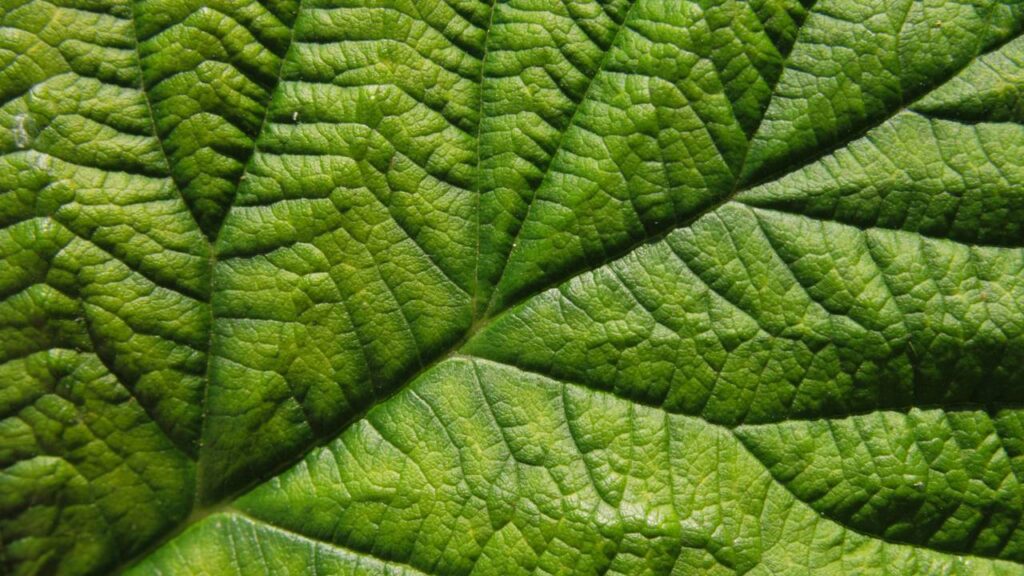 Coloquei isso nas plantas e em poucos dias elas mudaram completamente