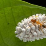 O segredo para acabar com cochonilhas pode estar na sua cozinha
