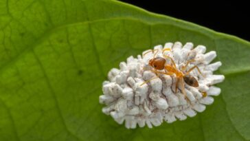 O segredo para acabar com cochonilhas pode estar na sua cozinha