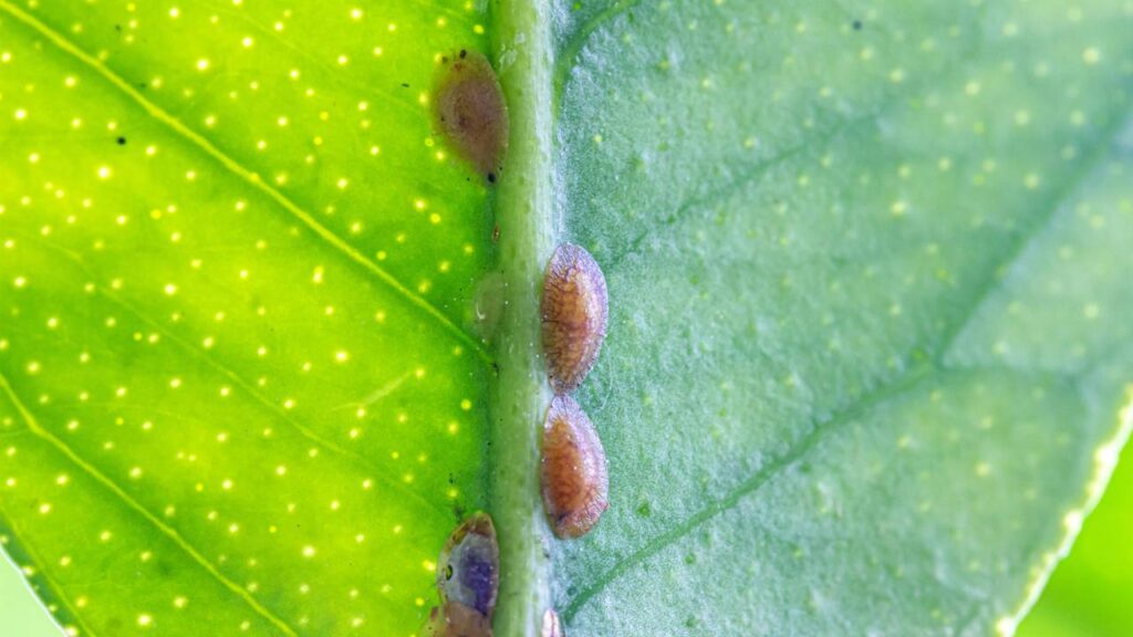 O segredo para acabar com cochonilhas pode estar na sua cozinha